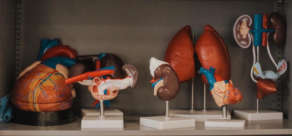 Medical training organ models with stable demonstration bases for classroom teaching